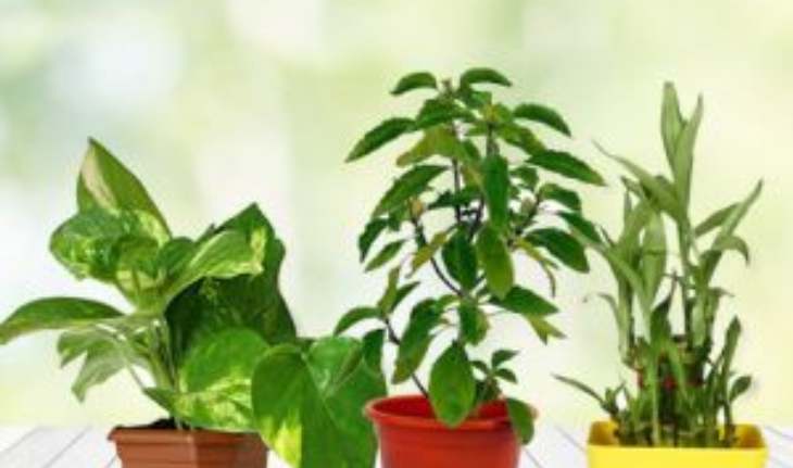 Tulsi and Money Plant
