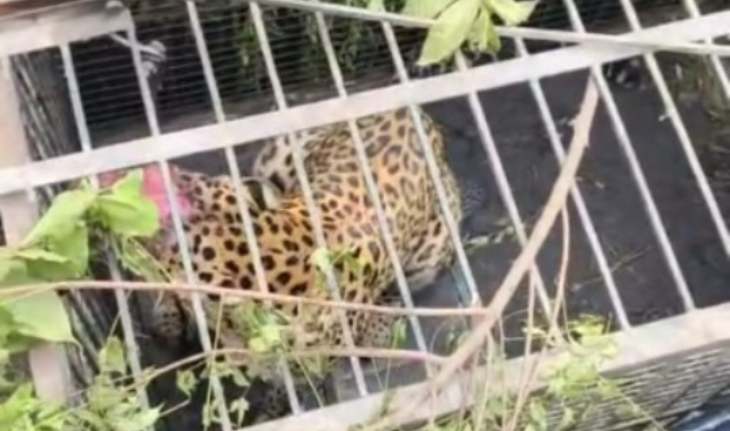 मुरादाबाद: रतनपुरा में वन विभाग ने पकड़ा तेंदुआ