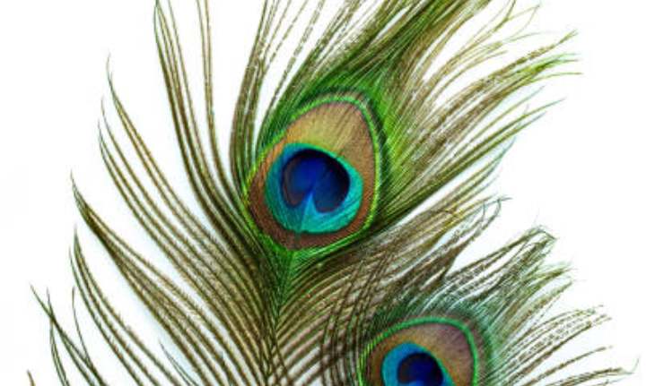 peacock feathers