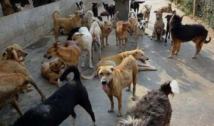 मुरादाबाद में आवारा कुत्तों का आतंक
