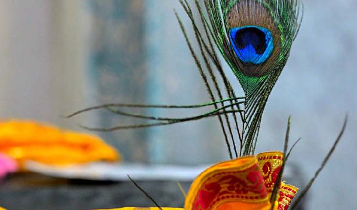 peacock feather