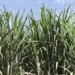 Moradabad के गन्ना किसानों को बड़ी राहत, समर्थन मूल्य में ₹30 की वृद्धि