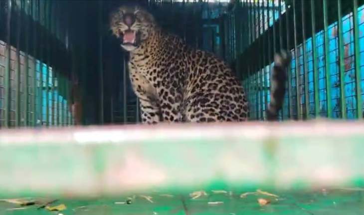 चित्रकूट के जंगल में दिखा नया तेंदुआ