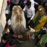Vrindavan में भक्तों के बीच गाय फंसी, मचा हड़कंप!