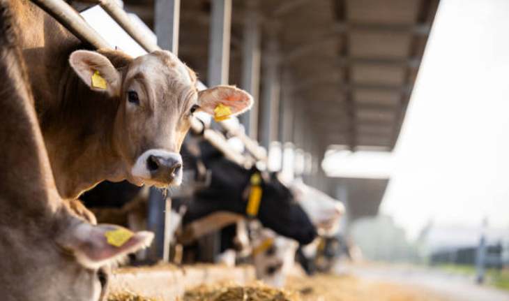 पहली रोटी क्यों होती है गाय के नाम