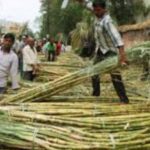 मुख्यमंत्री योगी का तोहफा बढ़ा Sugarcane Price, किसानों में खुशी की लहर!