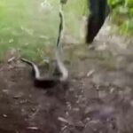 रिहायशी Locality में दिखा Python, युवाओं ने दिखाई जबरदस्त हिम्मत!