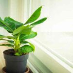 Vastu के अनुसार केला कहां लगाएं? जानिए चमत्कारी दिशा