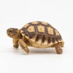 क्यों कहते हैं कि कछुआ Lord Vishnu का प्रतीक है? जानिए रहस्य!