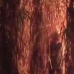 Pilibhit में गन्ने की फसल में आग, आरोपी का LIVE वीडियो आया सामने