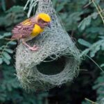 Vastu Tips: चिड़िया का घोंसला लाता है धन–वृद्धि, जानें कैसे?