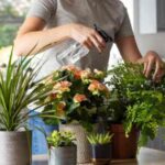 Vastu Tips: सुख-समृद्धि चाहिए? ये 5 पौधे घर में जरूर लगाएं!