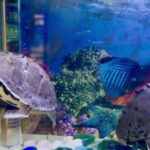 कछुआ मंत्र का जाप करें ऐसे, Life में आएगा स्थिर सुख और समृद्धि