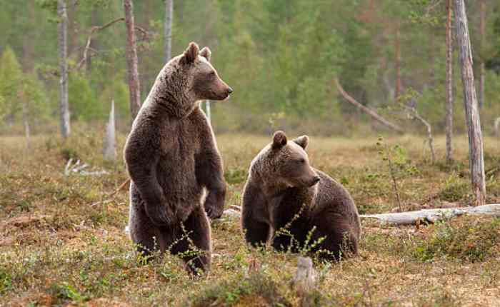 Dangerous bears in the world