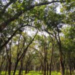 Knowledge Tips: कौन सा पेड़ ऑक्सीजन नहीं छोड़ता? जानिए पूरी सच्चाई