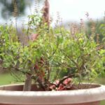 TulsiPujanDiwas: कब मनाया जाता है? जानिए