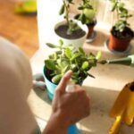 Garden Tips: सर्दियों में पौधों को बचाना है आसान, ये 5 तरीका तुरंत अपनाएं