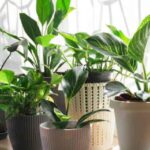 Air Pollution: इंडोर पॉल्यूशन कम करने का ये आसान तरीका जानिए