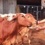 गाय को मोक्षदायिनी क्यों कहा जाता है? जानिए Hindu धर्म का हजारों साल पुराना रहस्य