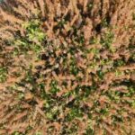 Dried Tulsi: घर में रखने से क्यों बढ़ती हैं परेशानियां? जानिए धार्मिक मान्यताएं