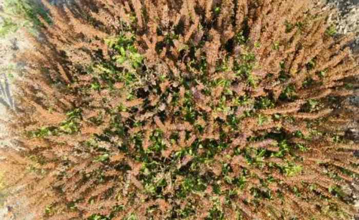 dried tulsi plant