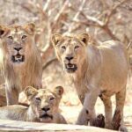 Lion की असली उम्र का खुलासा, क्यों कहते हैं — ‘रॉयल लाइफ, छोटी लाइफ’?