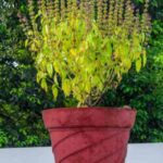 Vastu Tips: जानिए घर में तुलसी का पौधा लगाने की सही दिशा