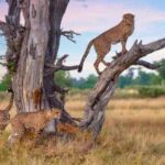 Cheetah: असल में कितने साल तक जिंदा रहता है, क्या आप जानते हैं