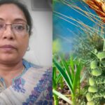 घने कोहरे व शीतलहर से रबी फसलों की सुरक्षा हेतु कृषि विभाग की एडवाइजरी जारी