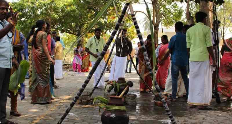 Pongal celebrated