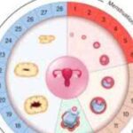 OvulationCycle: कब होता है? जानिए गर्भधारण का गोल्डन पीरियड