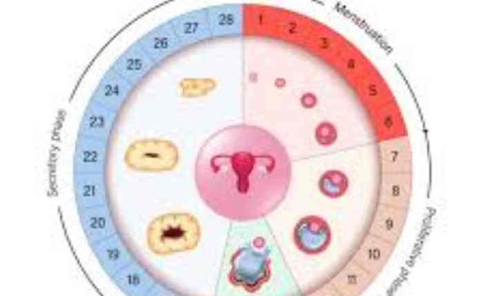 ovulation cycle