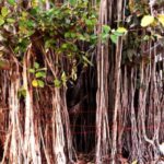 PeepalTree: हिंदू धर्म में पीपल को इतना पवित्र क्यों माना गया? जानिए