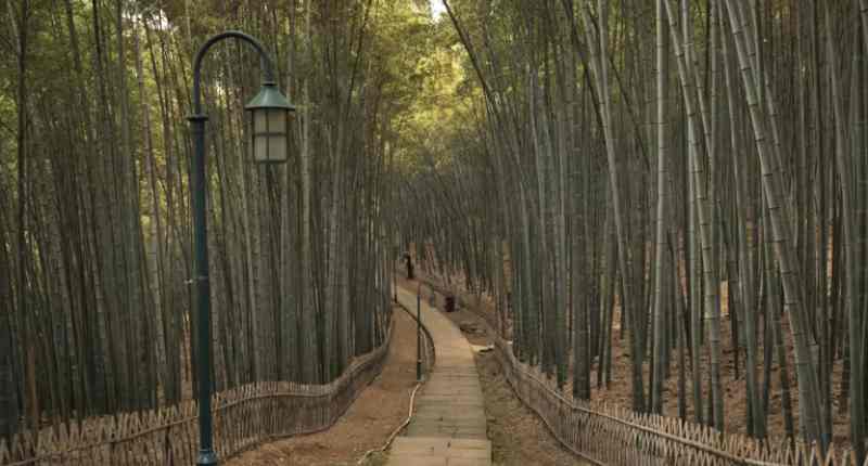 City of Bamboo of India