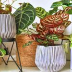 HomeGarden: बिना मिट्टी और खाद के घर में उगाएं ये पौधे