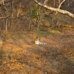 TigerReserveIndia: ये हैं भारत के 5 सबसे बेस्ट टाइगर रिजर्व, जानिए