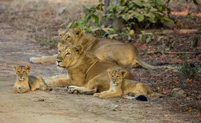 The largest lion in the world