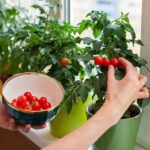 Kitchen Gardening Tips: छोटे घर में भी बड़ा गार्डन!