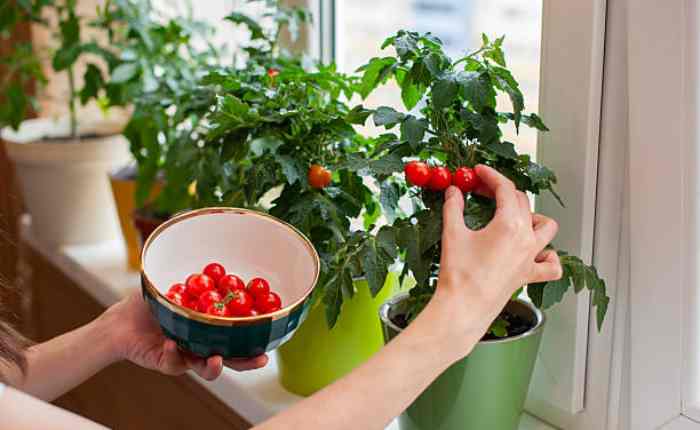 Kitchen Gardening Tips