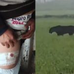 Maharajganj तेंदुए का आतंक! एक दिन में 5 हमले, इलाके में दहशत