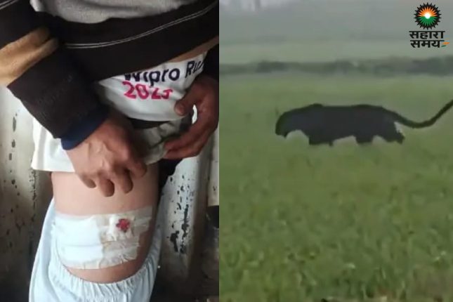 Leopard terror in Maharajganj! Five attacks in one day, panic grips the area