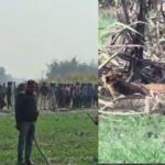 Kushinagar : बाघ का आतंक! खेतों में दिखा बाघ, हजारों लोगों ने मोबाइल में किया कैद