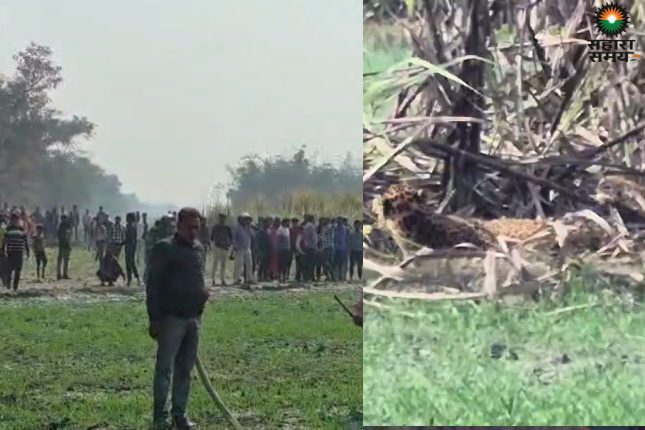 Kushinagar: Tiger terror! Tiger spotted in fields, thousands of people captured it on their mobile phones