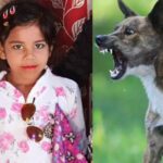 Moradabad: आवारा कुत्तों का 6 साल की बच्ची पर दिल डाला देने वाला हमला, हालत गंभीर