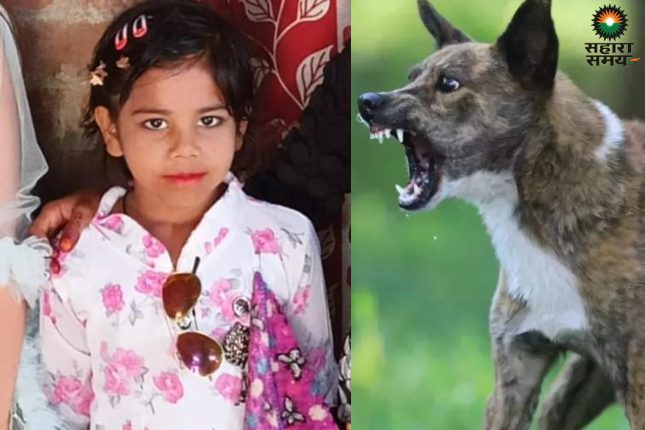 Moradabad: 6-year-old girl attacked by stray dogs in a heartbreaking manner, her condition is critical.