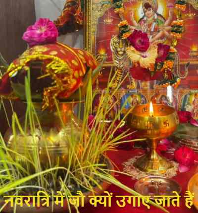 barley is grown in Navratri