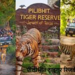 ये है UP का छुपा हुआ स्वर्ग! पीलीभीत टाइगर रिजर्व जरूर देखें