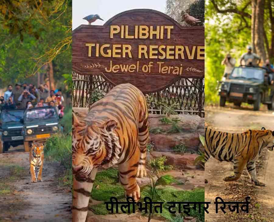 Pilibhit Tiger Reserve