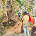 सूखा पीपल का पेड़ खुद खड़ा हुआ! चमत्कार या प्राकृतिक घटना?