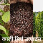 BlackPepper: दुनिया में सबसे ज्यादा काली मिर्च कौन उगाता है?